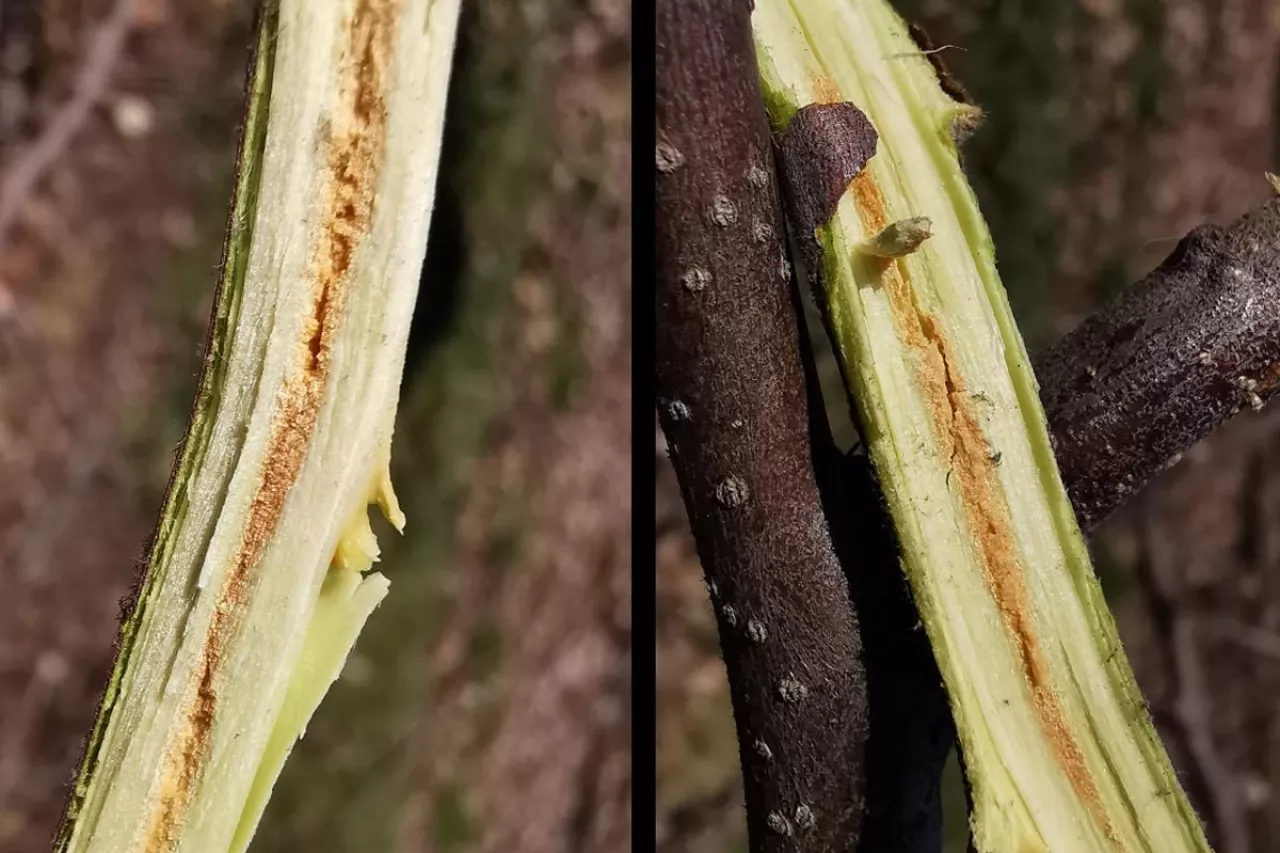 uszkodzenia jabłoni po zimie