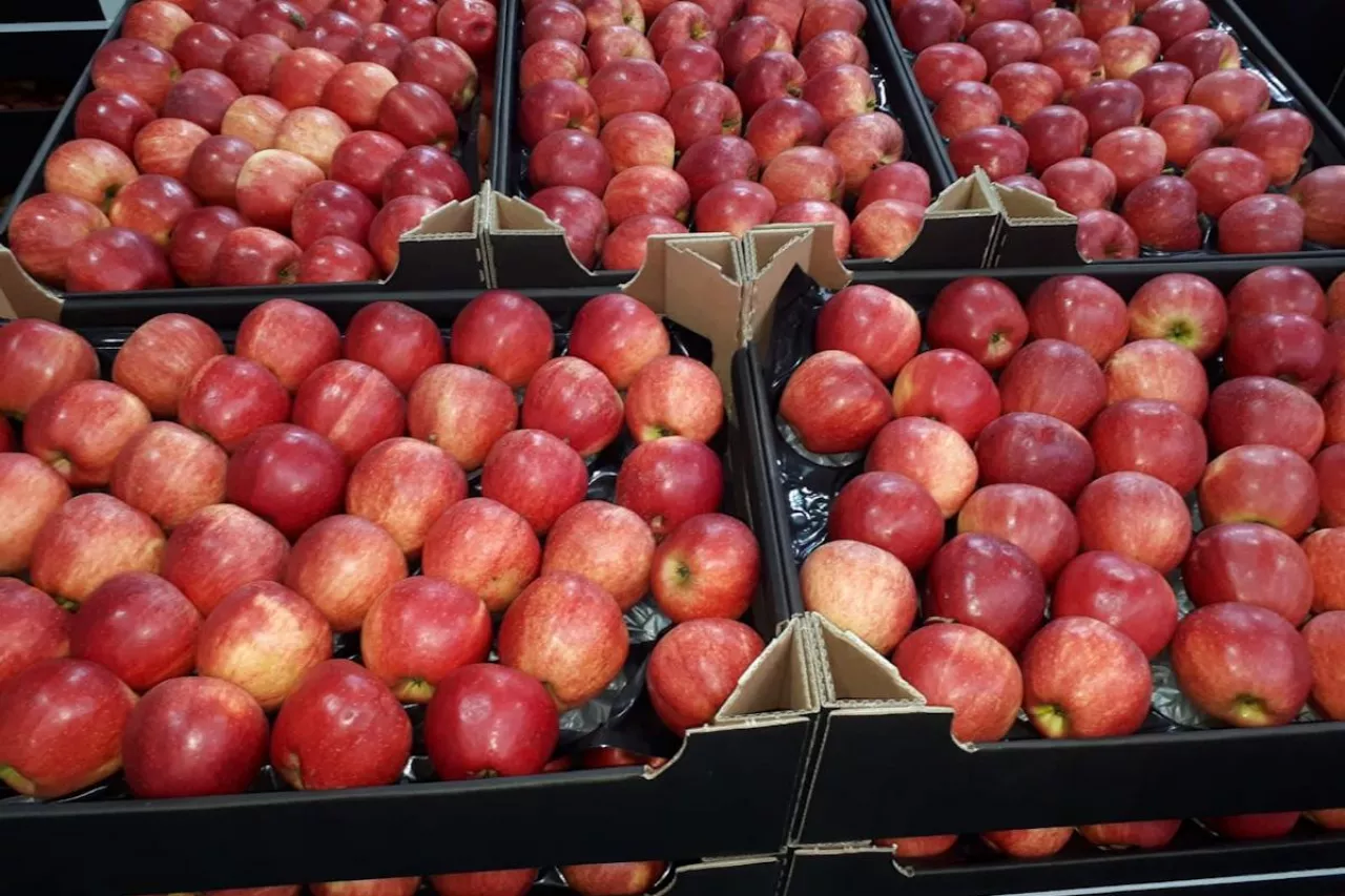 jabłka eksport
