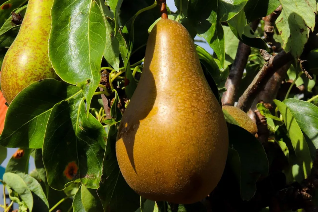 gruszka na drzewie