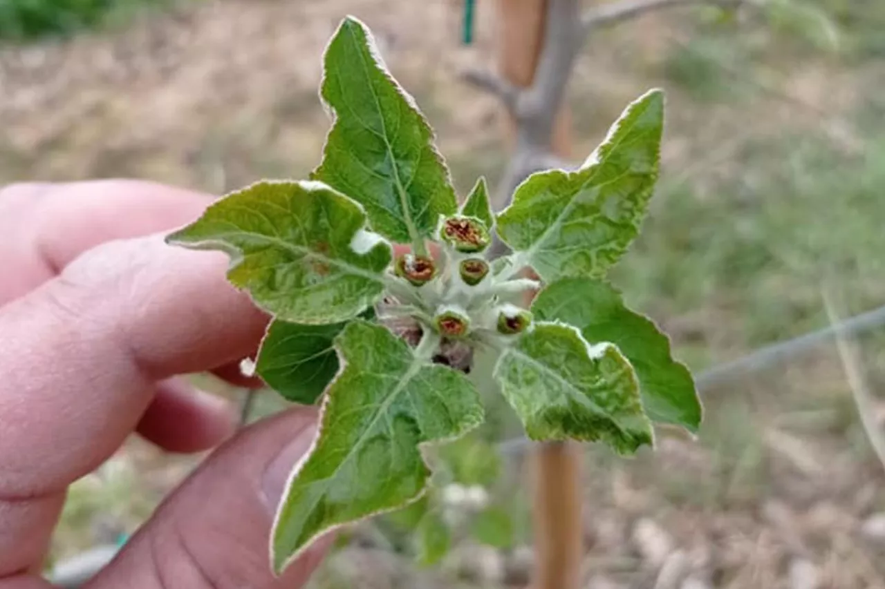 uszkodzenia po mrozie