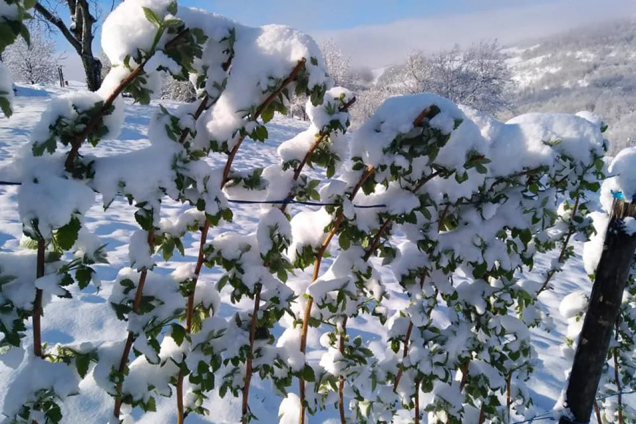 maliny pod śniegiem