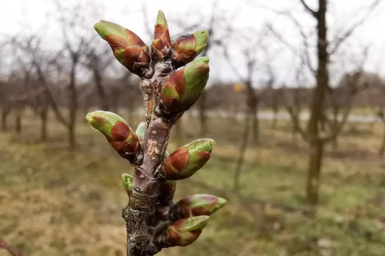 przymrozki na zachodzie