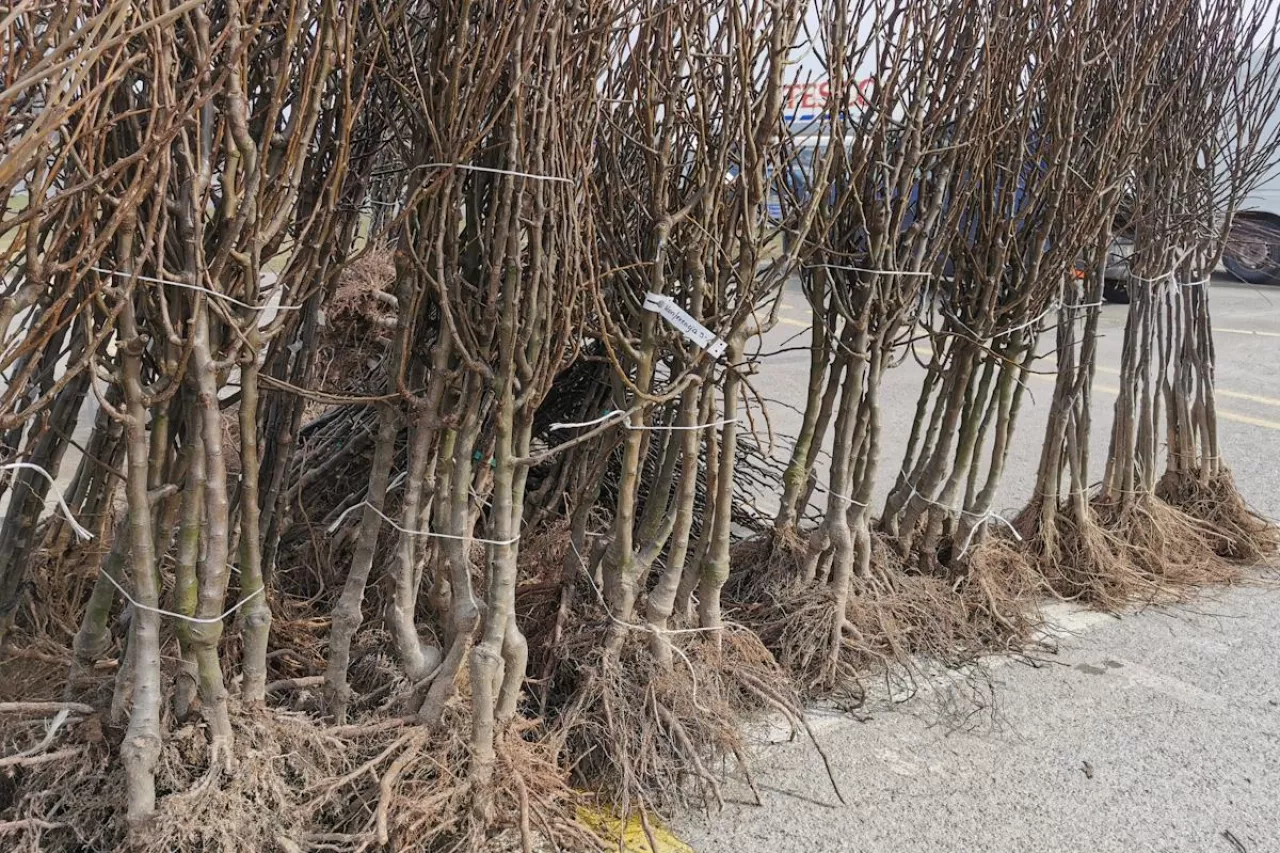 materiał szkółkarski