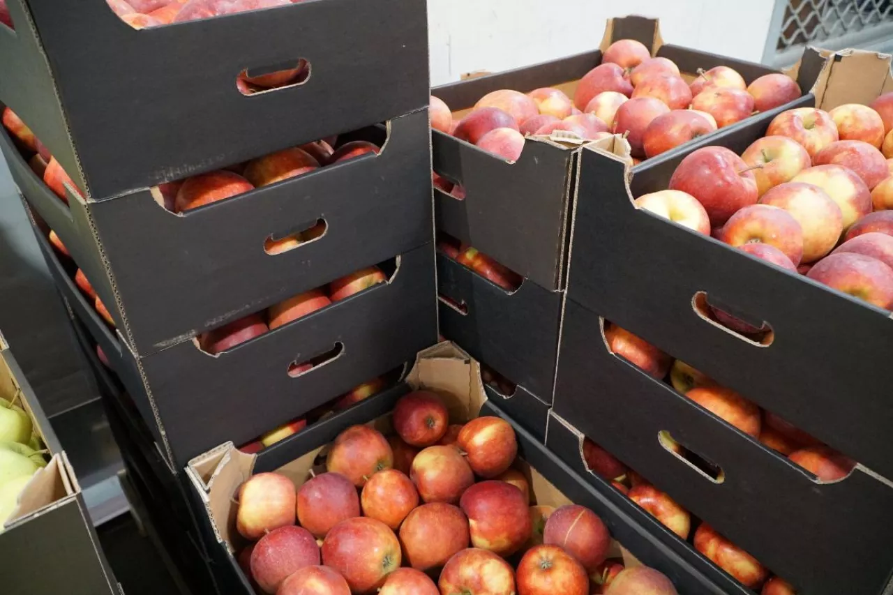 cennik jabłek na sortowanie