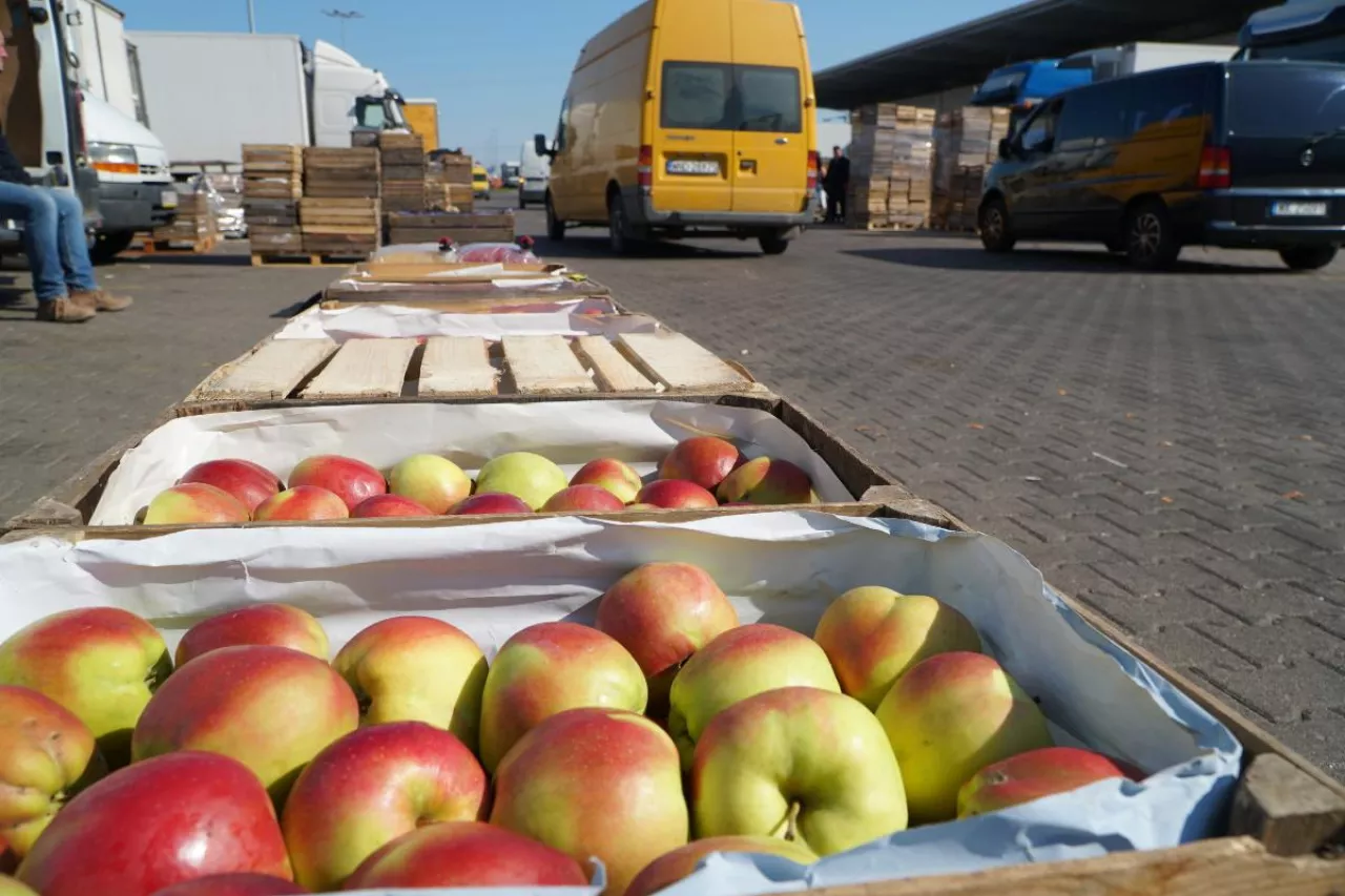 bronisze ceny jabłek