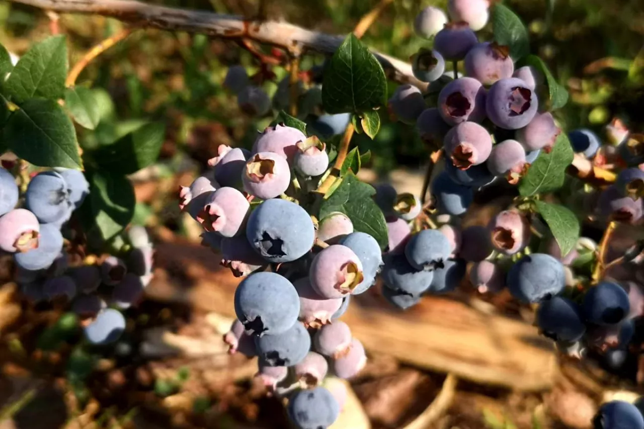 borówka amerykańska