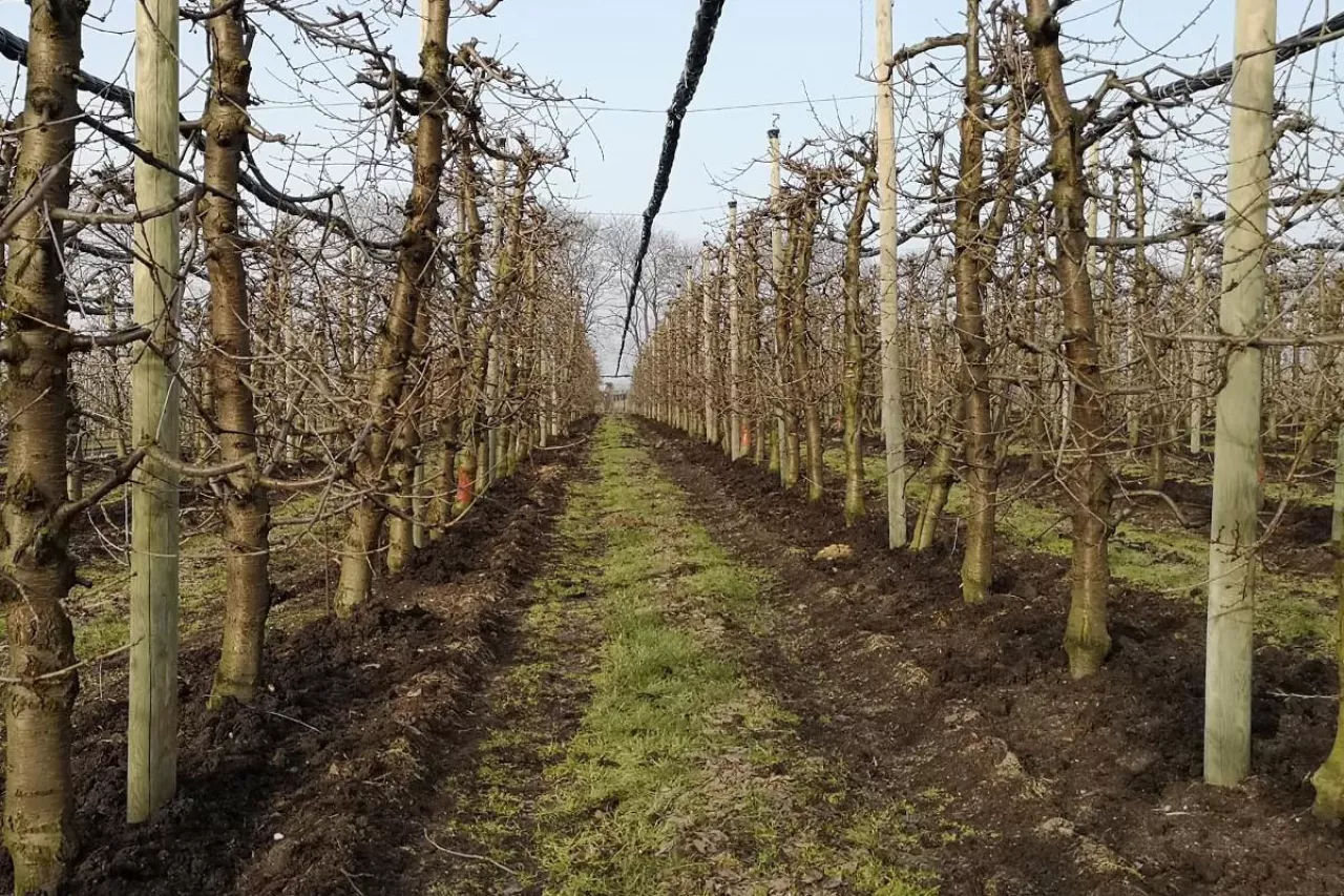 podłoże popieczarkowe