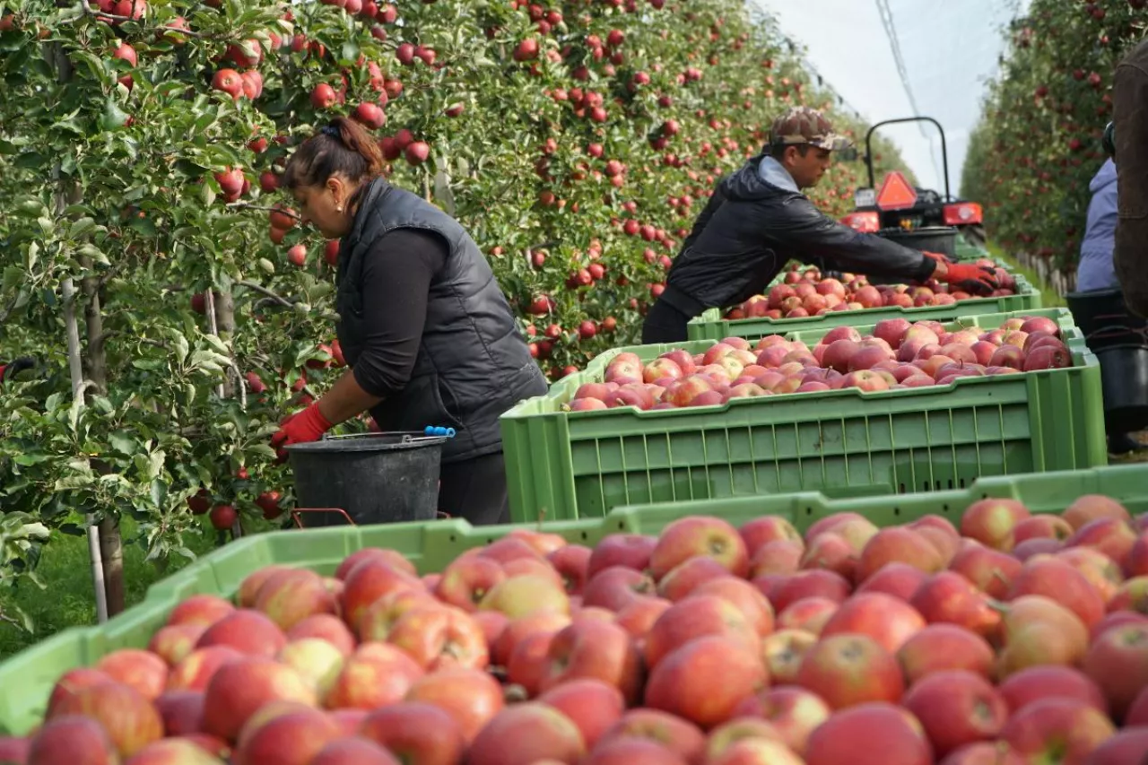 zbiory jabłek w sadzie