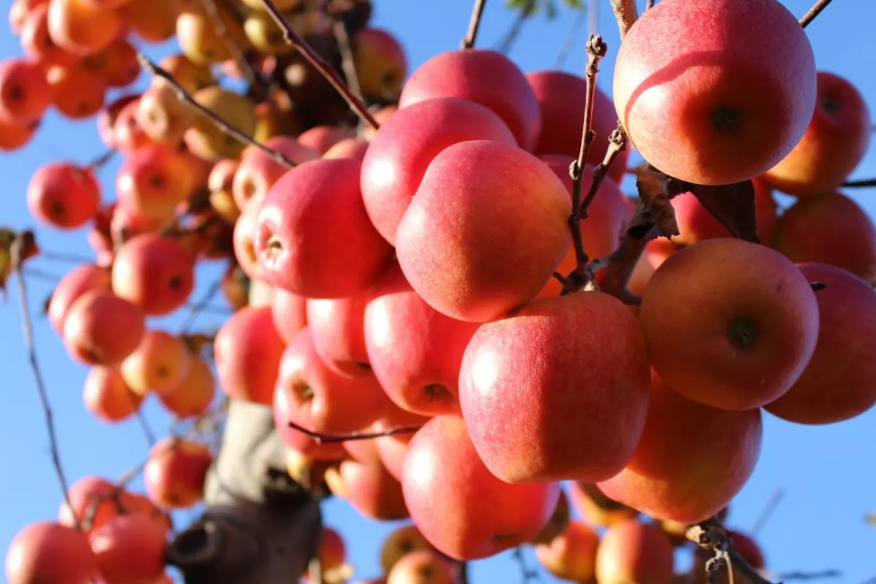 jabłka na drzewach w nowej zelandii