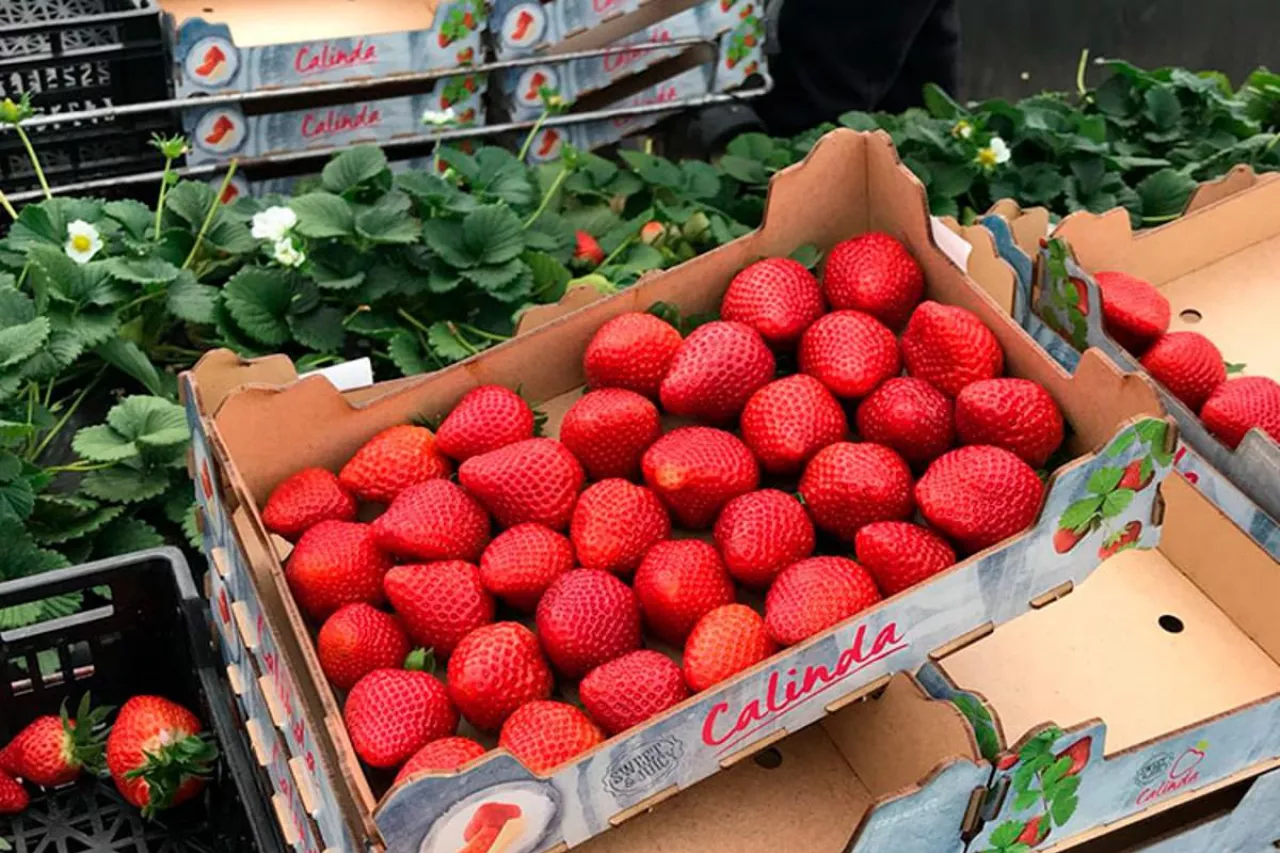 truskawki calinda