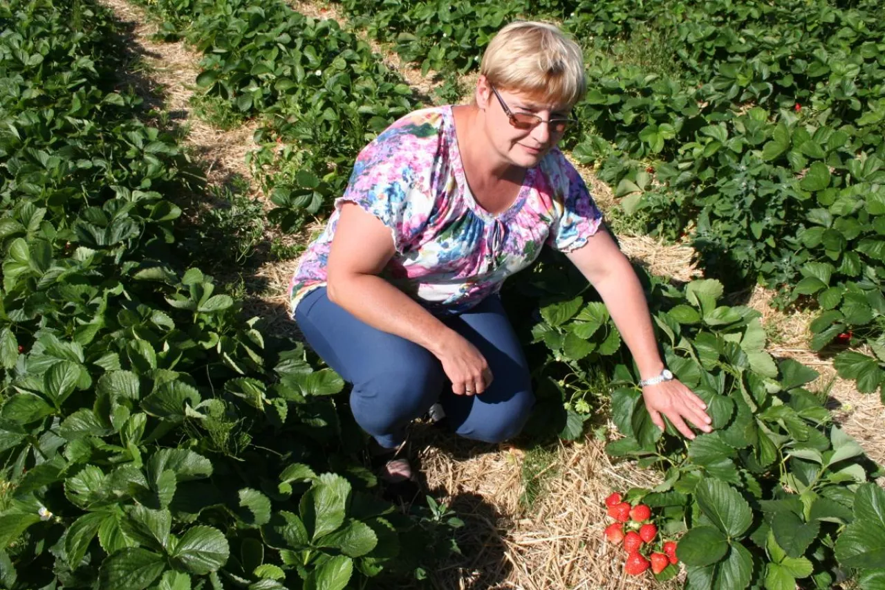 jakość owoców jagodowych
