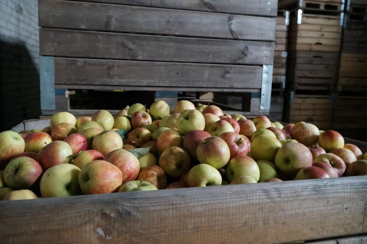 jabłka przemysłowe