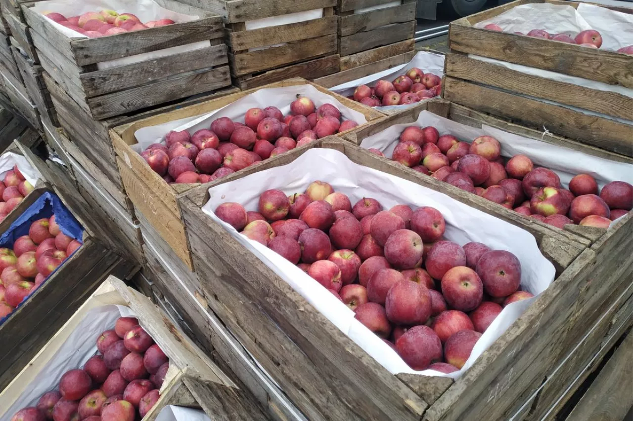 jabłka na hurcie