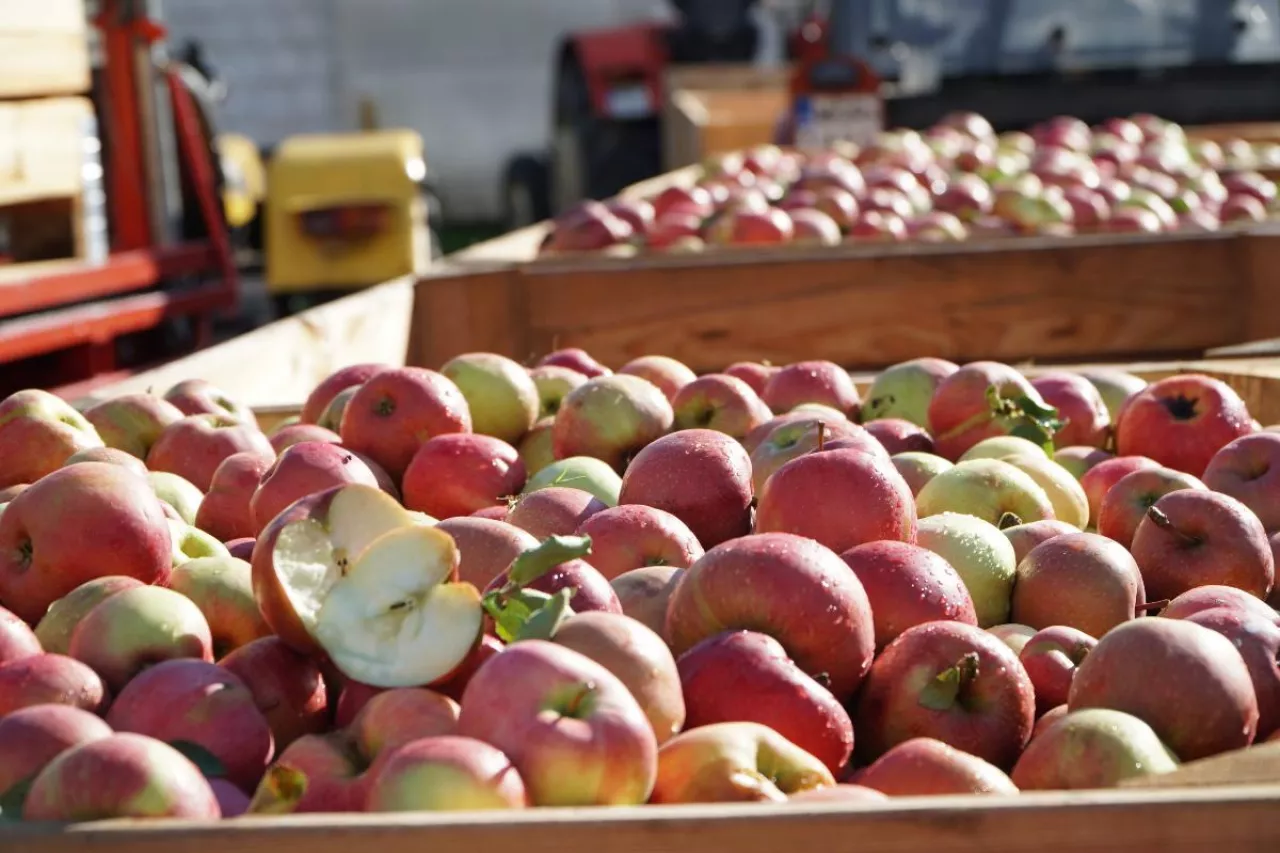 jabłka przemysłowe