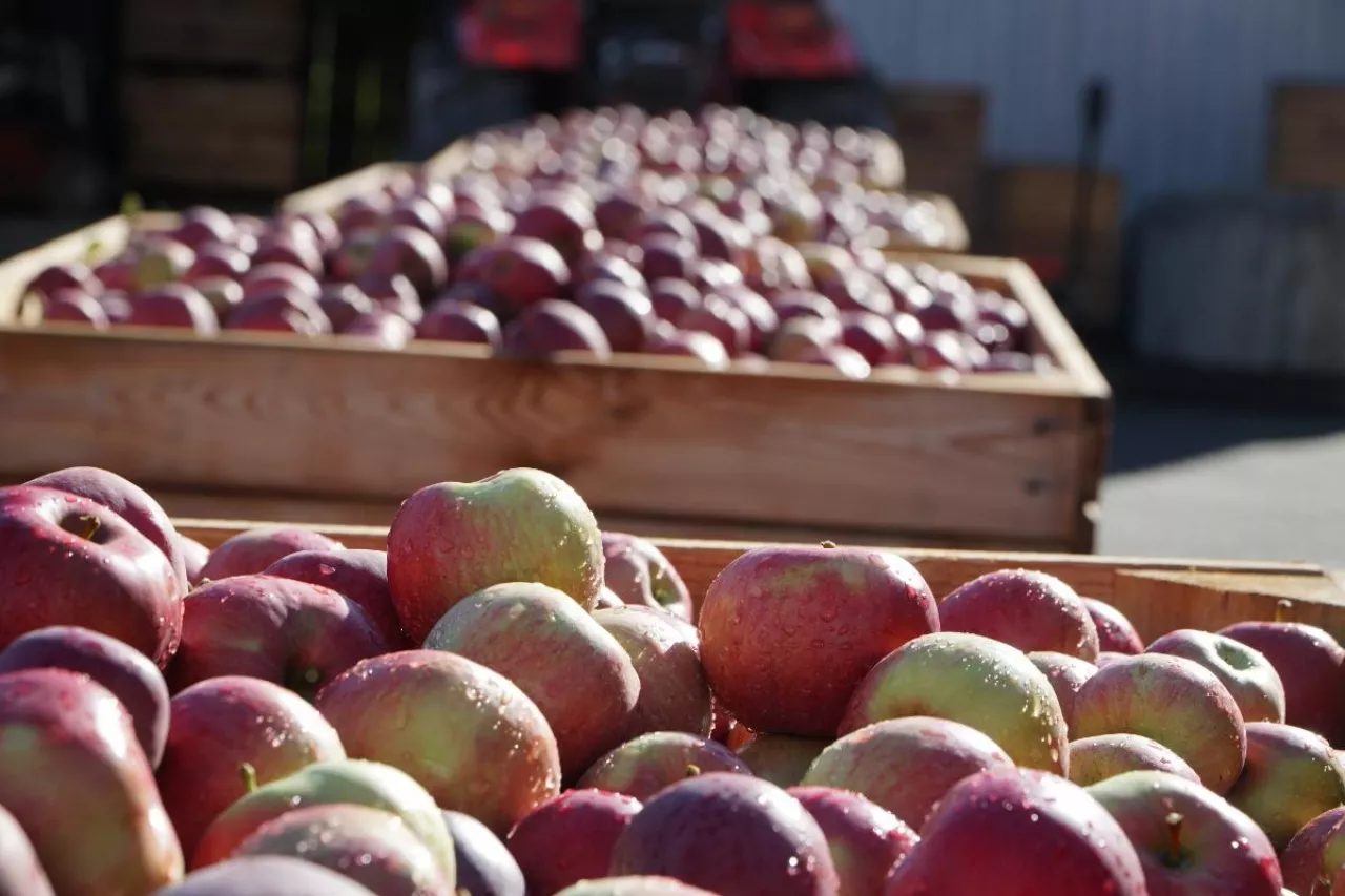 handel za wagę w skrzyni