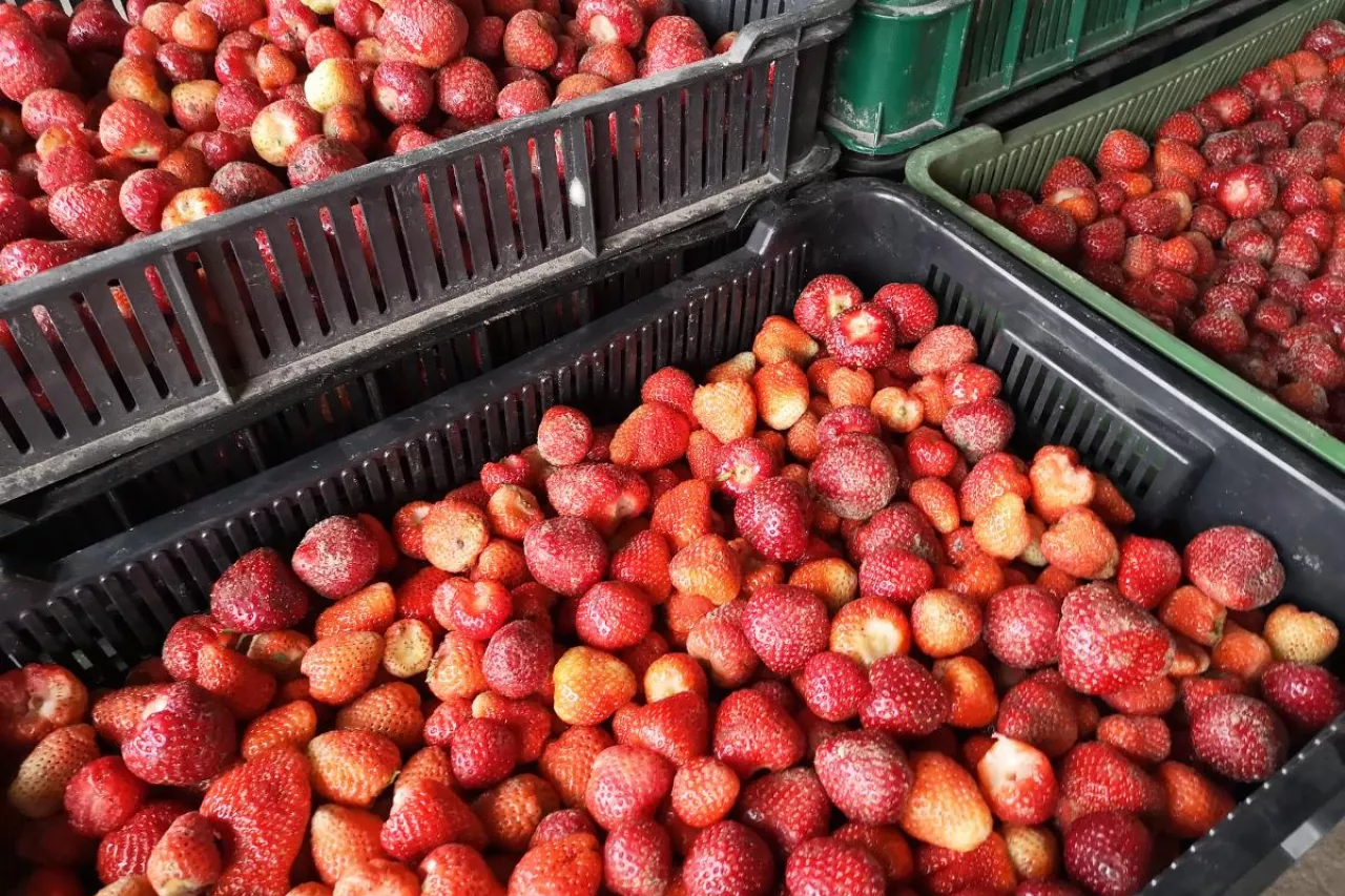 truskawki do przetwórstwa