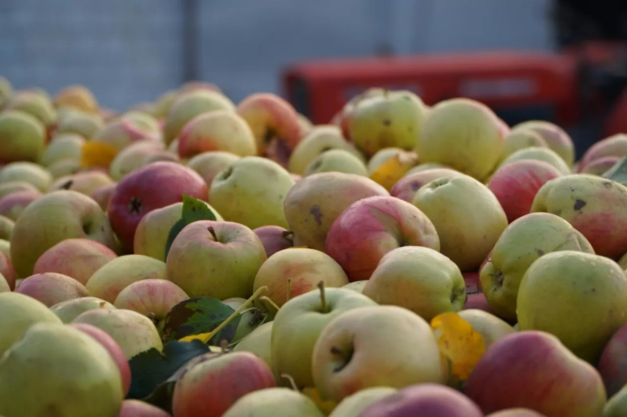 jabłka przemysłowe