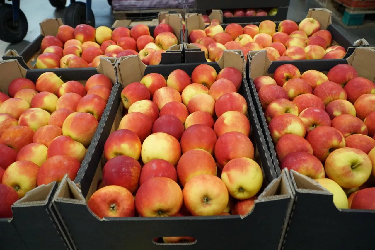 cennik jablek na sortowaanie