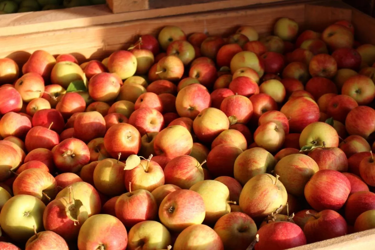 ceny jabłek deserowych