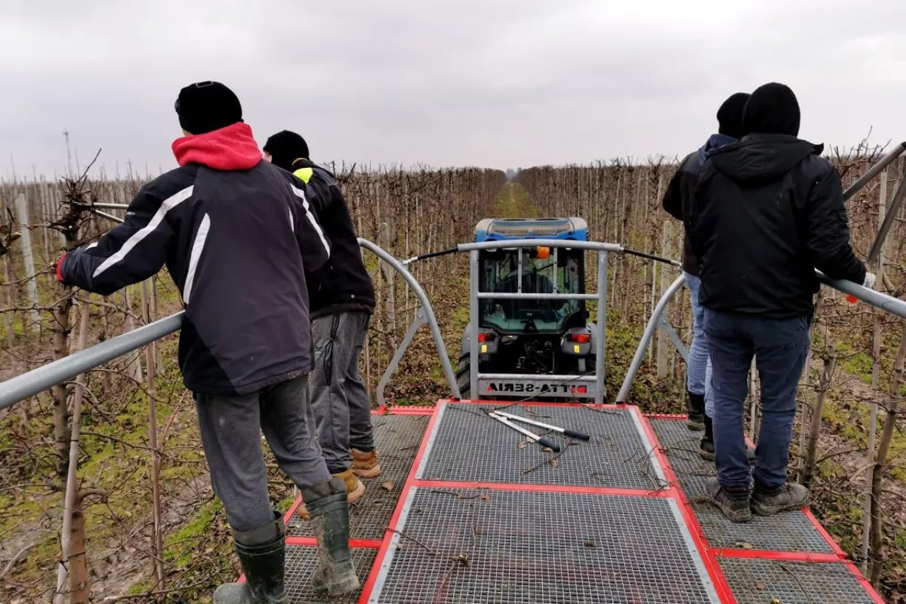 cięcie zimowe jabloni