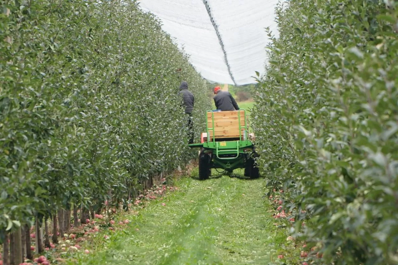 platforma sadownicza