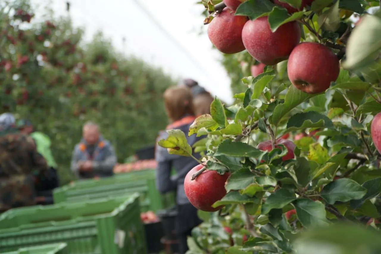 sadownicze podsumowanie roku