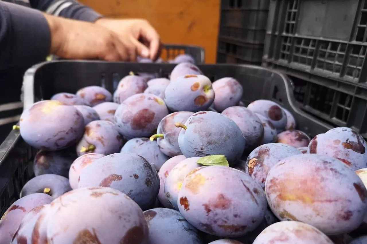 bezcłowy handel z ue