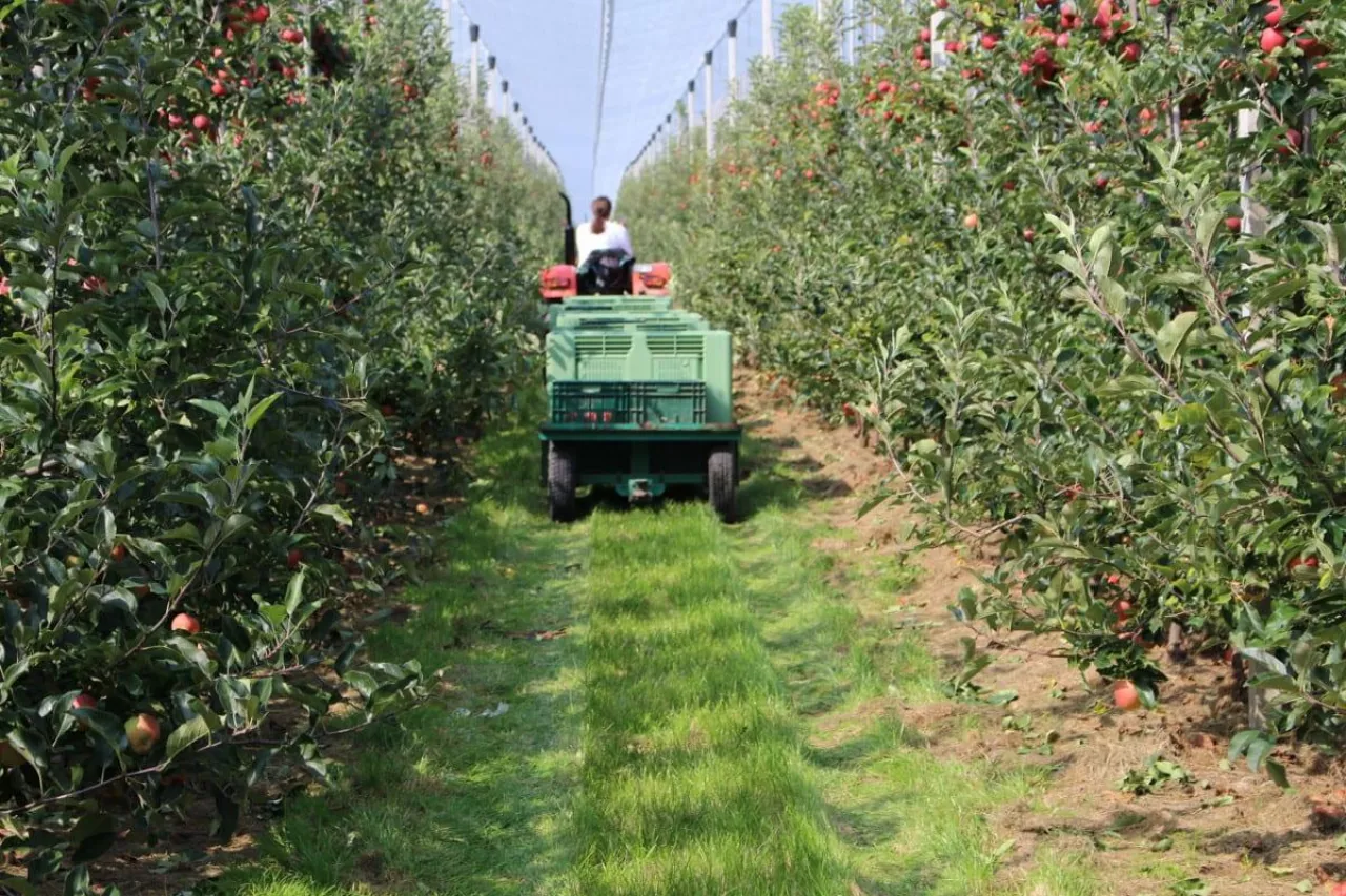 rok 2021 na rynkach hurtowych