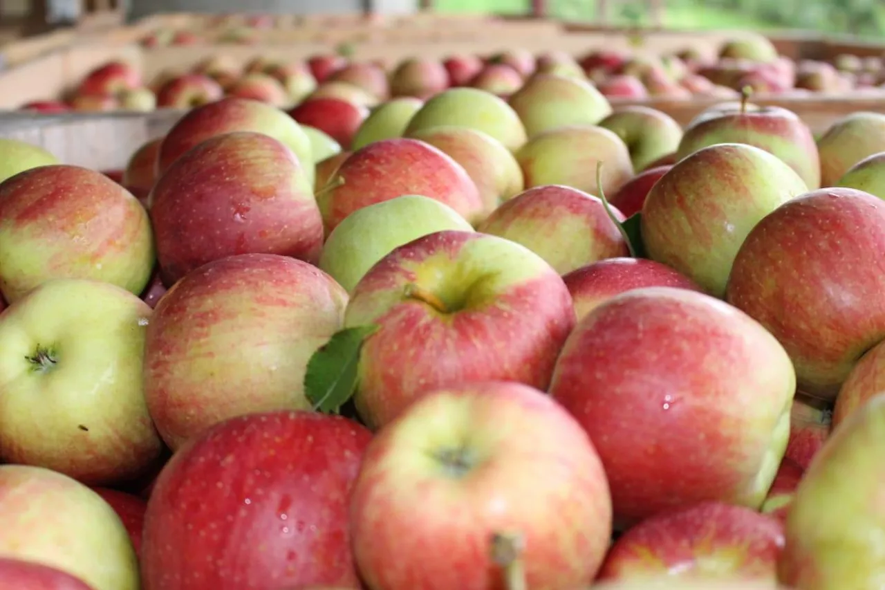 jablka w Austrii