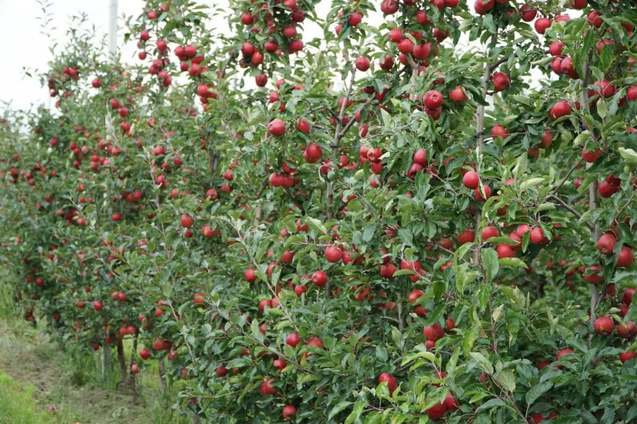 sad chroniony ekologicznie