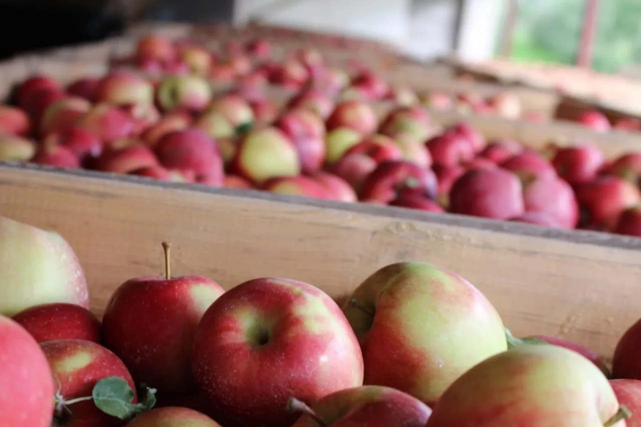 polskie jabłka ceny