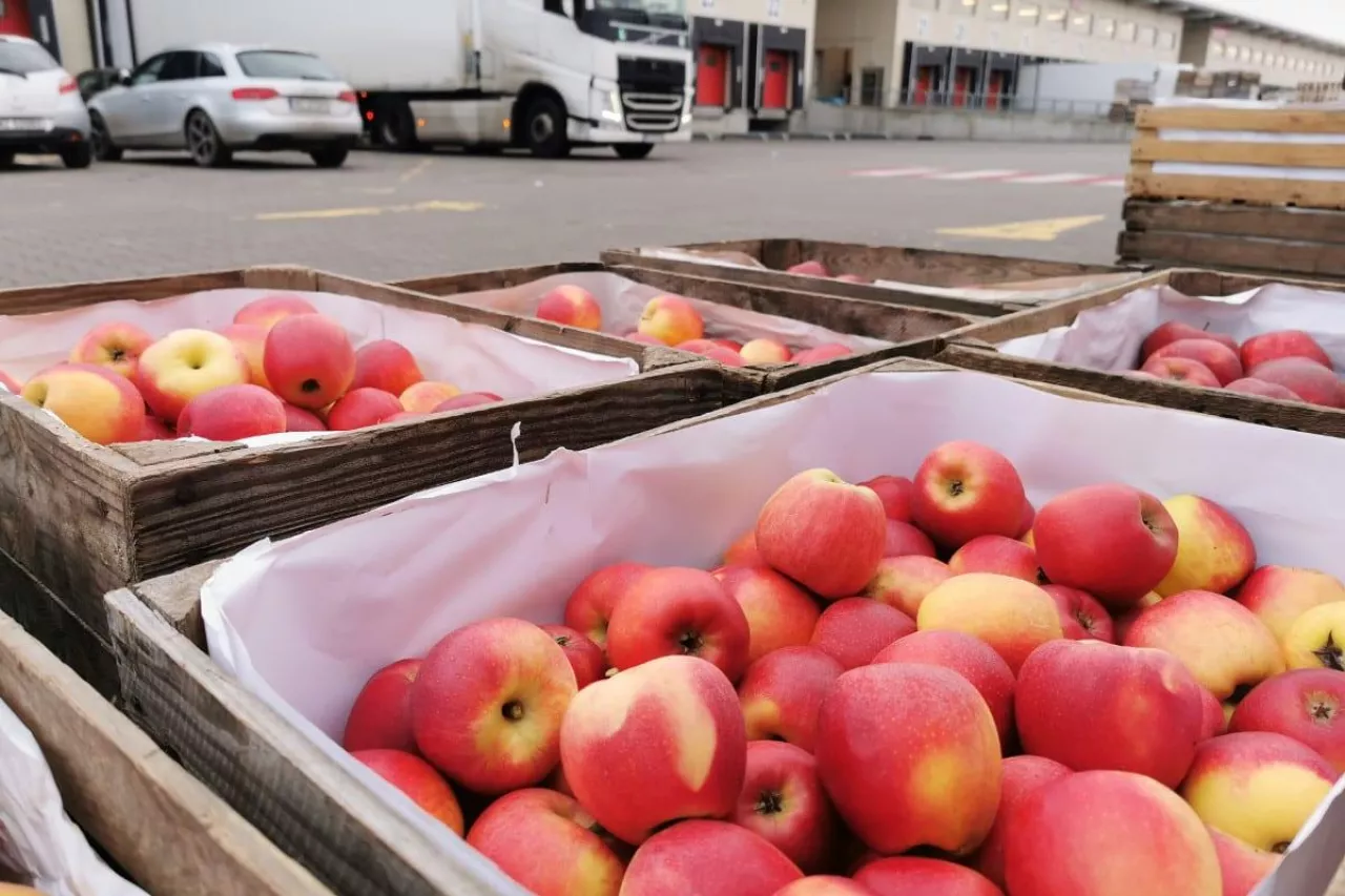 bronisze ceny jabłek