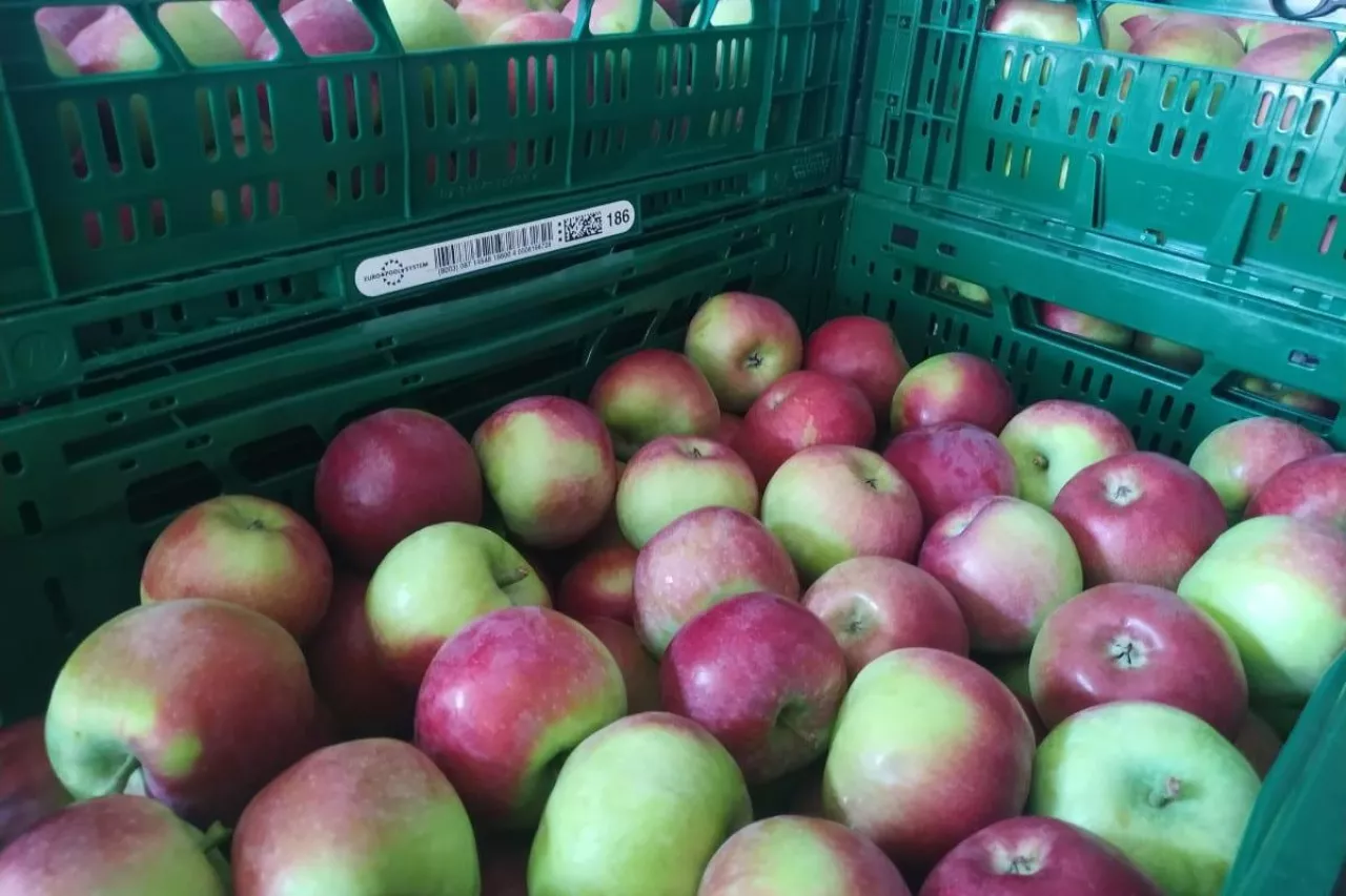 jabłka deserowe w marketach
