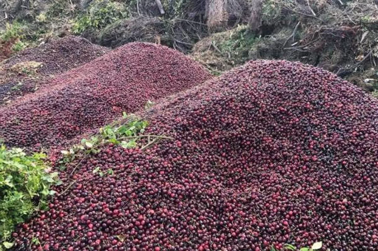 wyrzucone czereśnie