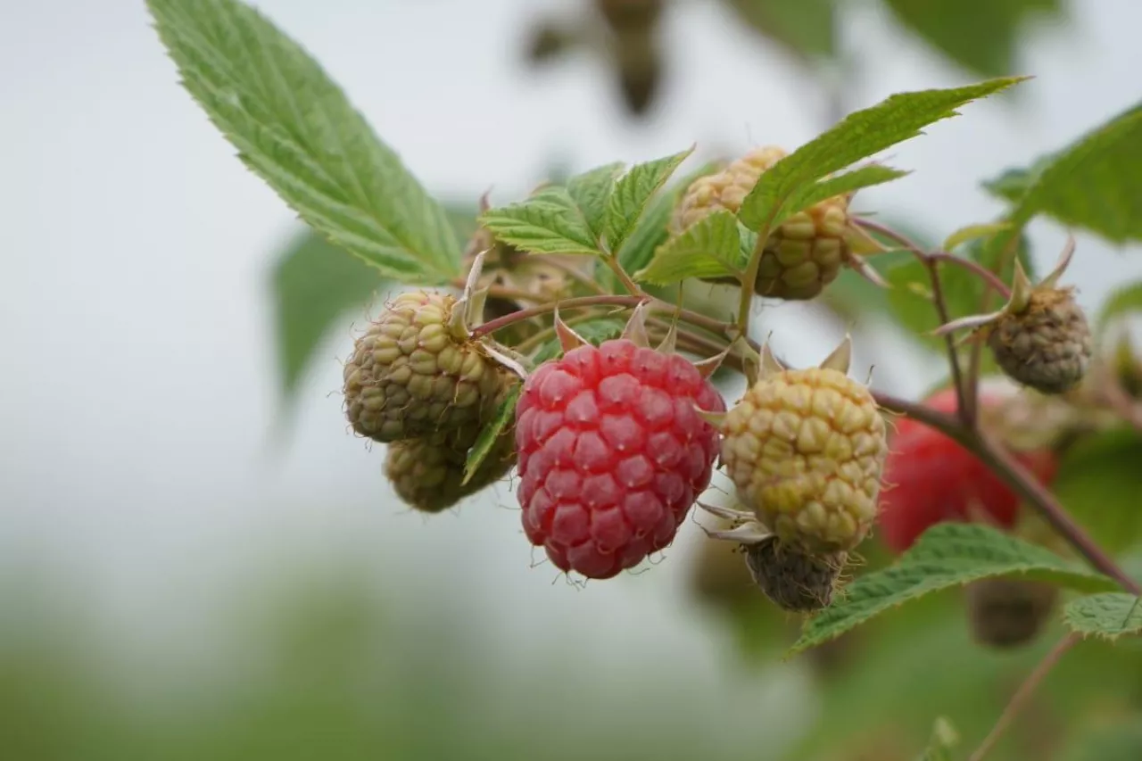 produkcja malin w Polsce