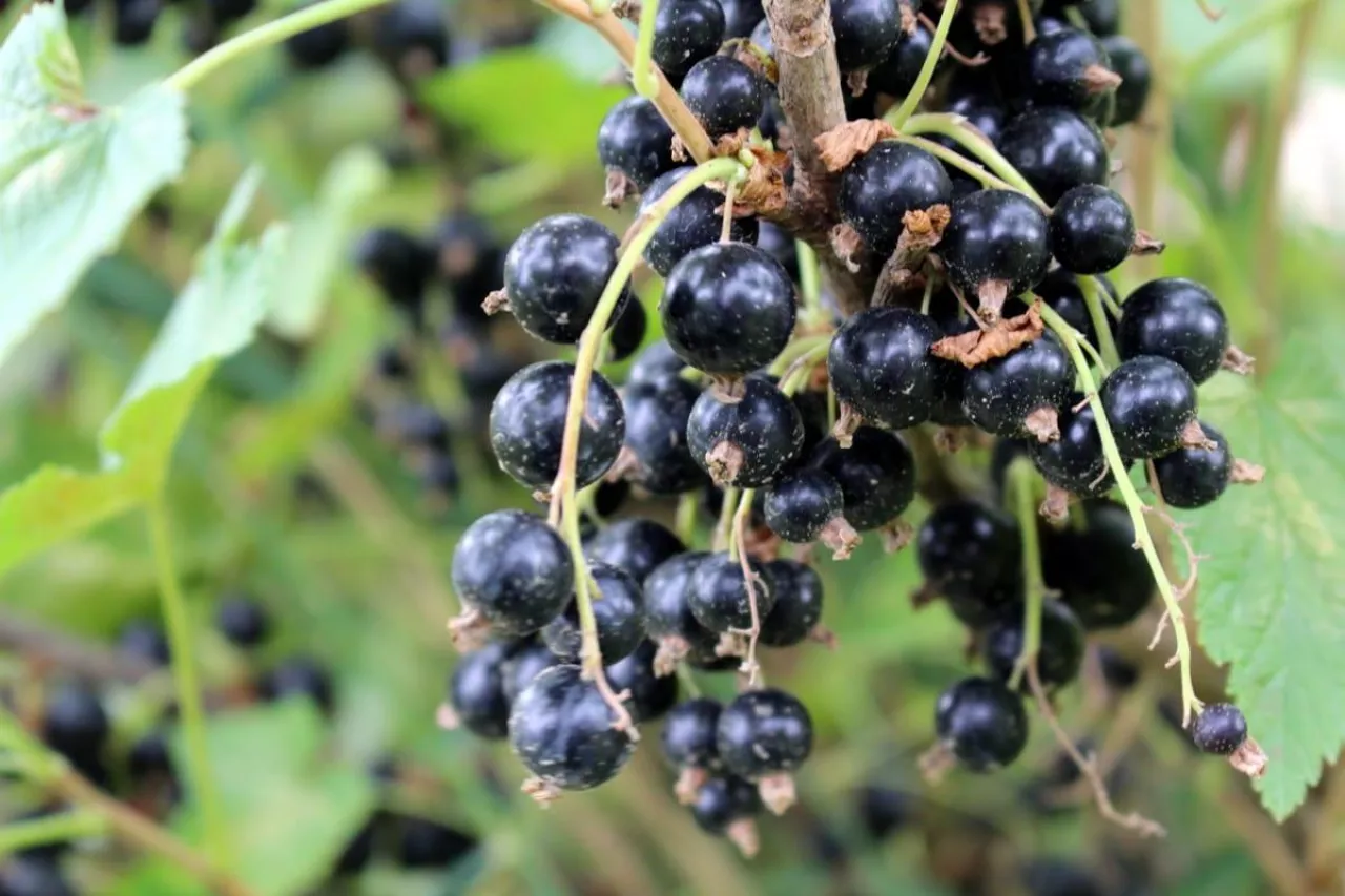 czarne porzeczki uprawa