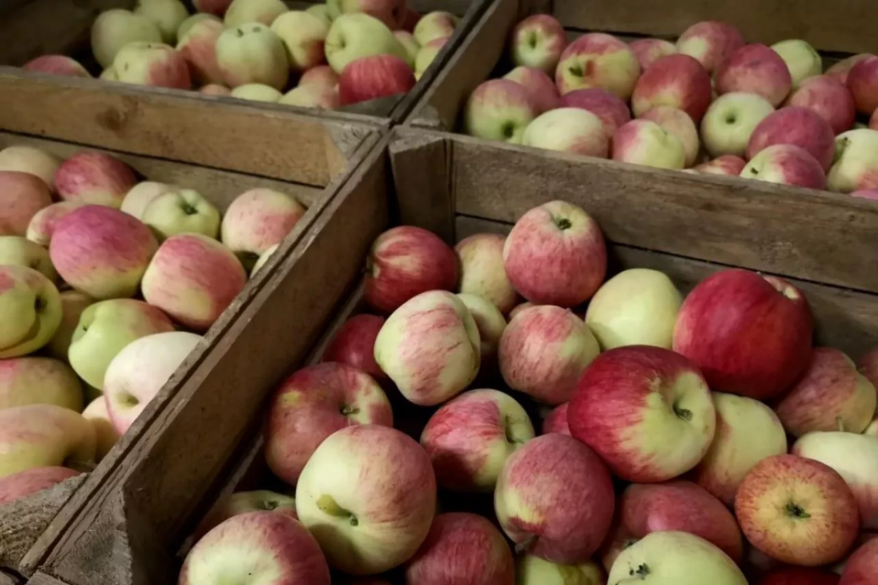 jabłka w rosji