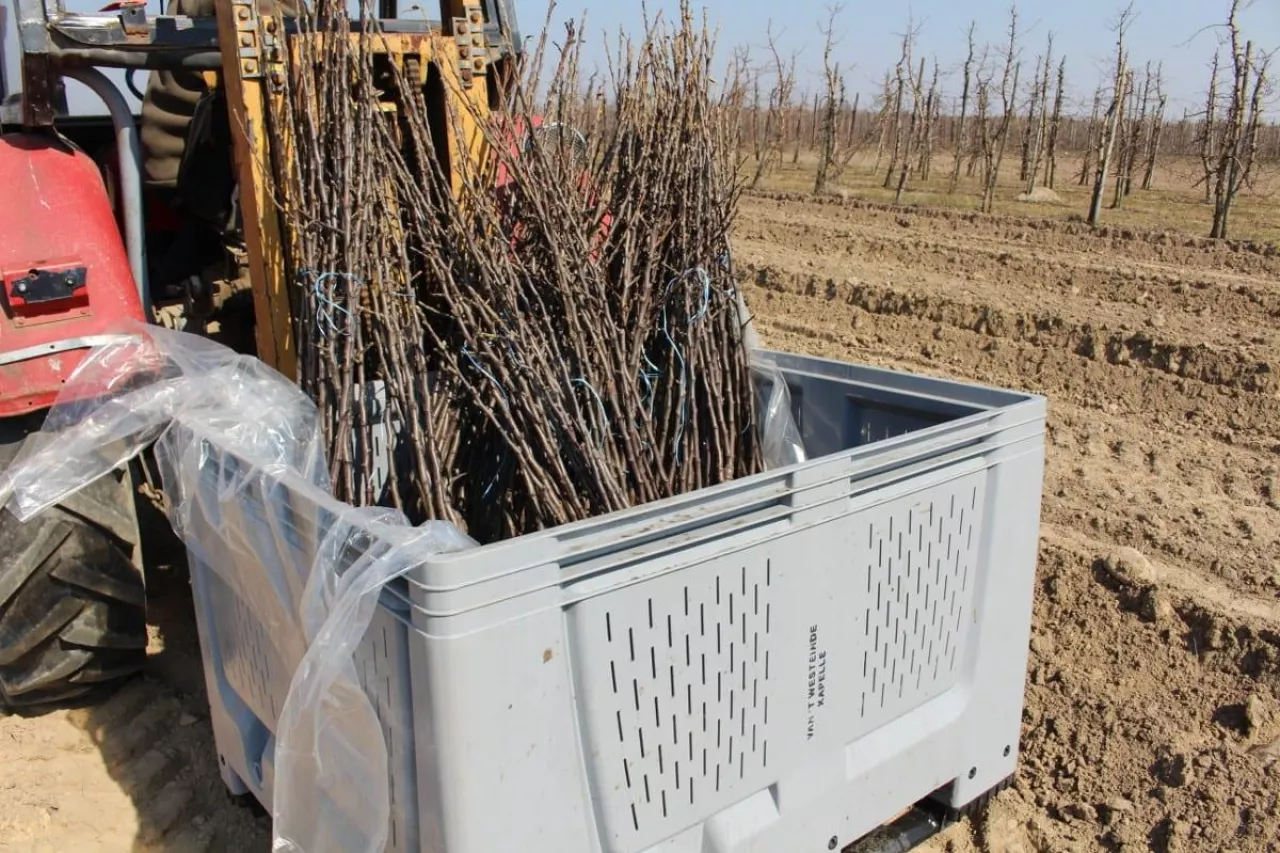 odmiany jabłoni do nasadzeń