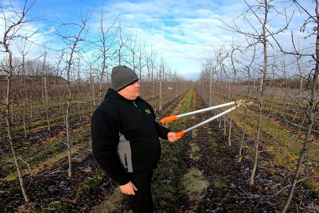 ciecie jabłoni u Szymona Czuja