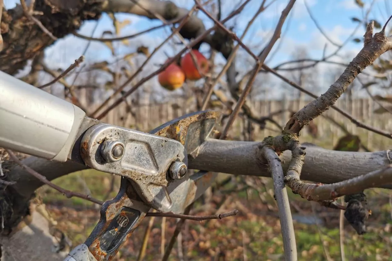 cięcie zimowe jabłoni