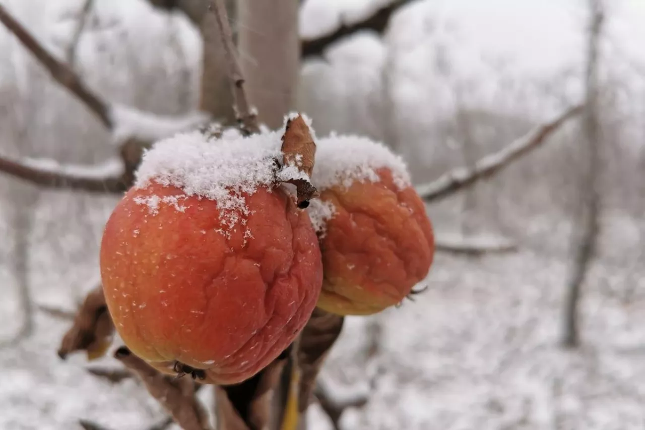 sadownicze podsumowanie roku