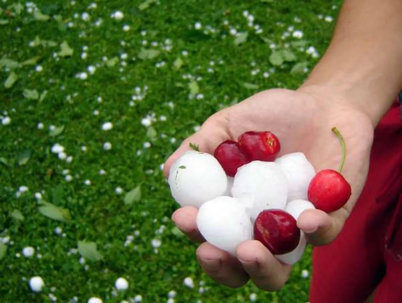 grad w nowej zelandii