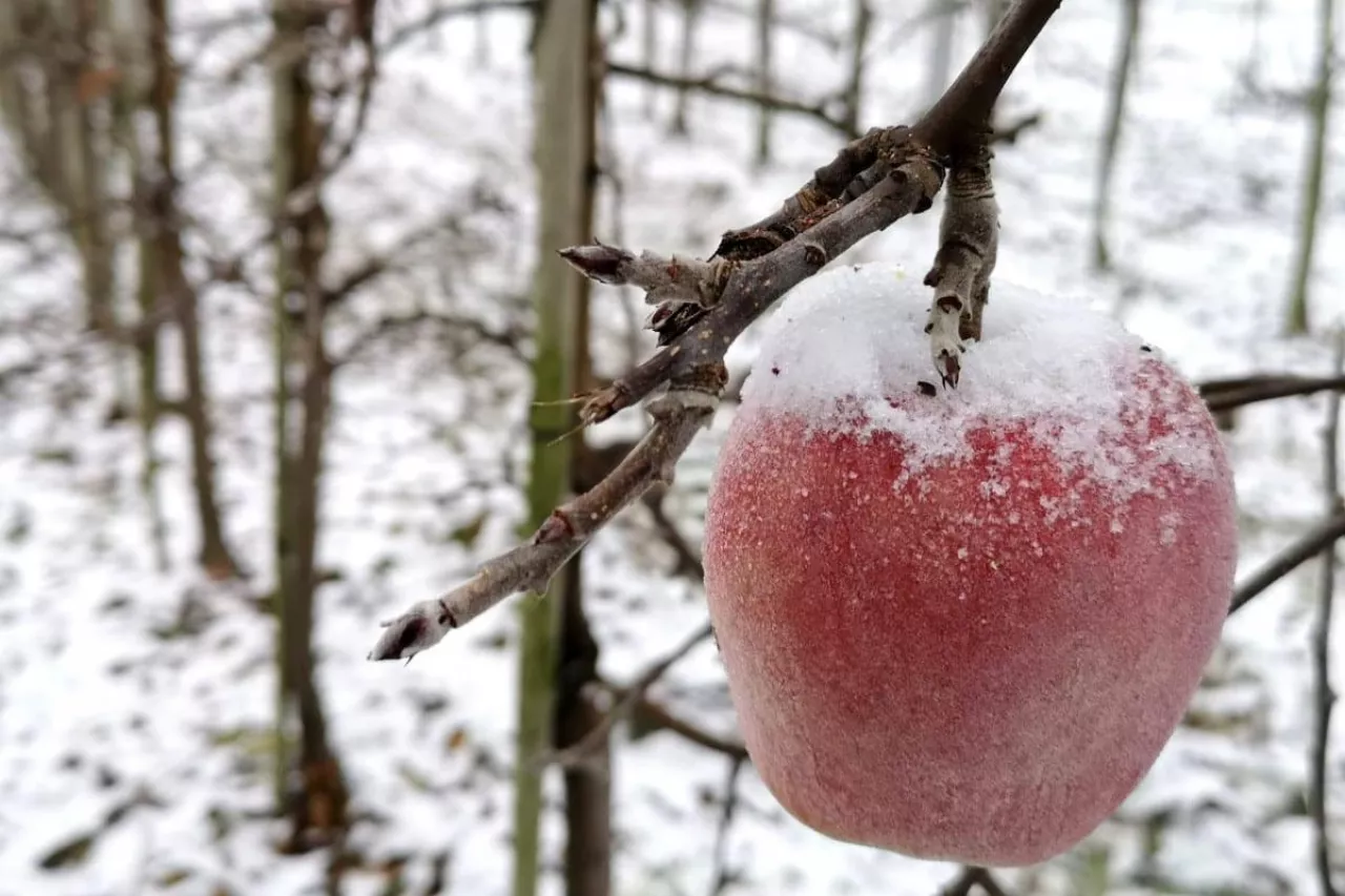 konferencje zimowe Agrosimex