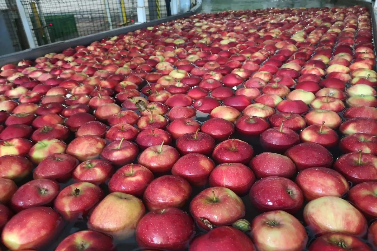 ceny jabłek deserowych