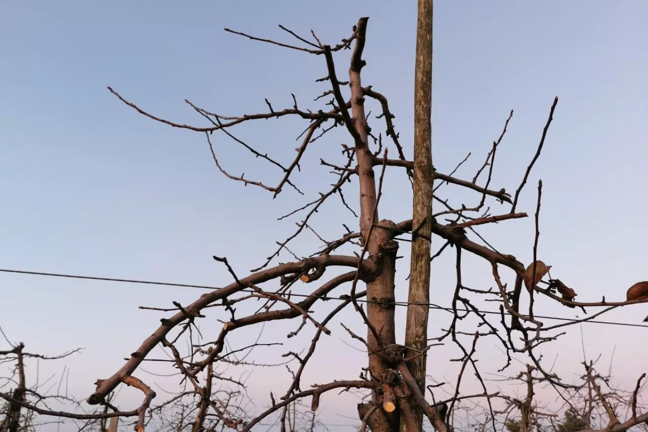 cięcie zimowe jabłoni