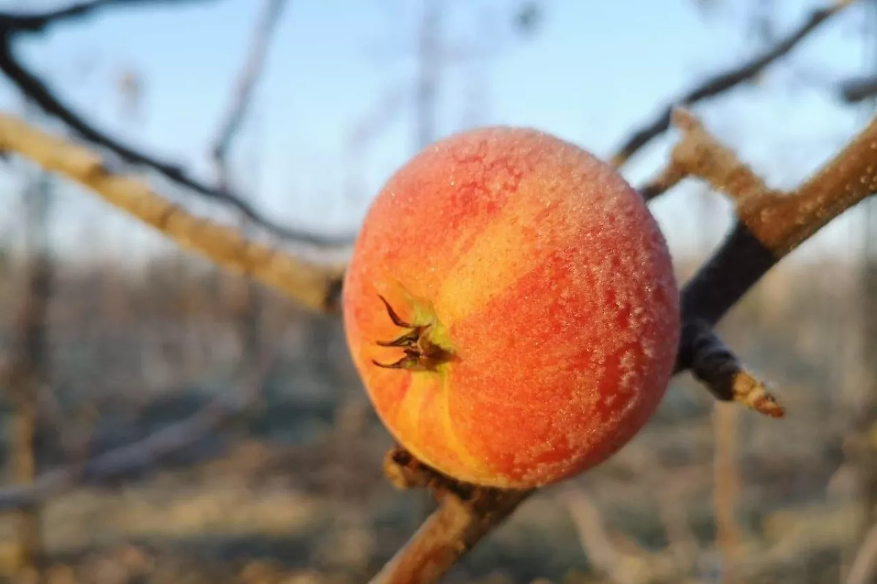 jabłko na mrozie