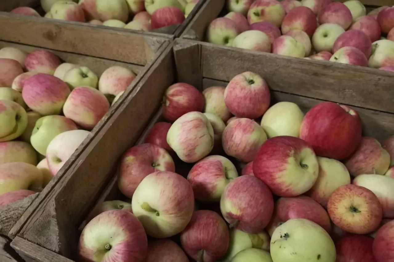 jablka w marketach