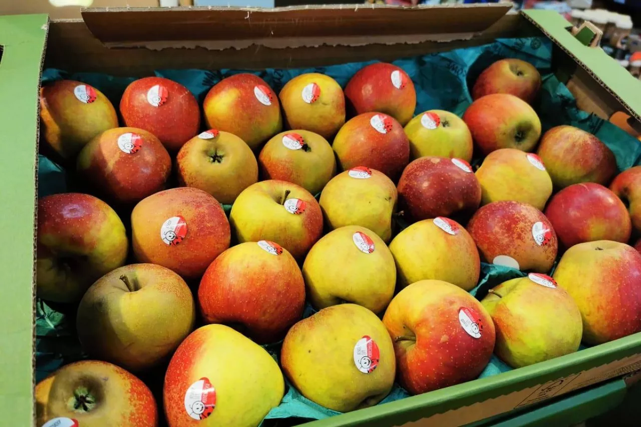 boskoop przed swiatami