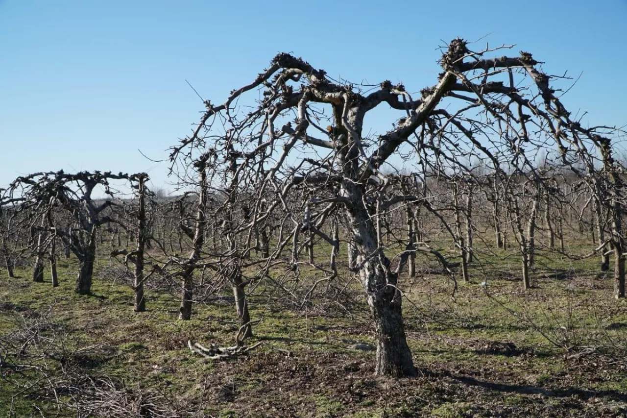 ciągnik przygniótł traktorzyste