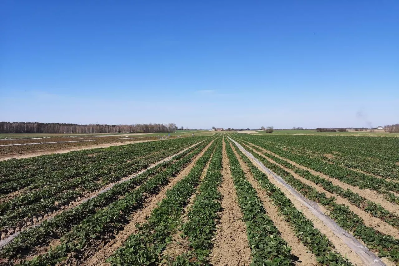 ukraina sprzedaje ziemie